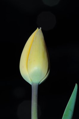 Seule dans la nuit_4531759178_l.jpg